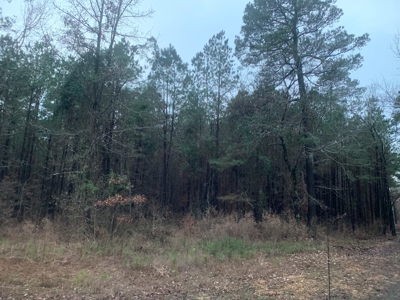 Natural Timber Hunting Land 80ac for Sale in Ouachita County - image 1