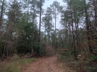 Natural Timber Hunting Land 80ac for Sale in Ouachita County - image 16