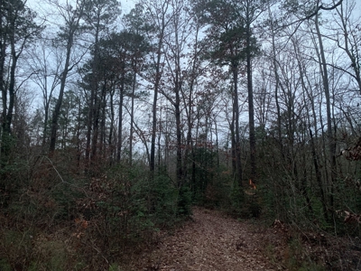 Natural Timber Hunting Land 80ac for Sale in Ouachita County - image 15