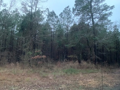 Natural Timber Hunting Land 80ac for Sale in Ouachita County - image 2
