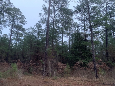 Natural Timber Hunting Land 80ac for Sale in Ouachita County - image 9