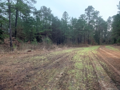 Natural Timber Hunting Land 80ac for Sale in Ouachita County - image 8