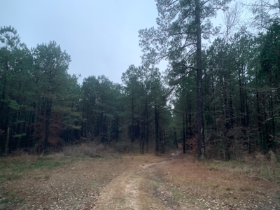 Natural Timber Hunting Land 80ac for Sale in Ouachita County - image 3