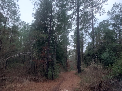 Natural Timber Hunting Land 80ac for Sale in Ouachita County - image 11
