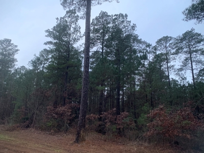 Natural Timber Hunting Land 80ac for Sale in Ouachita County - image 10