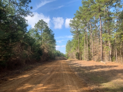 Diverse Pine 40ac Land on Ouachita Road #3 Land for Sale! - image 5