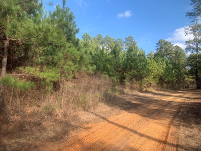 Diverse Pine 40ac Land on Ouachita Road #3 Land for Sale! - image 6