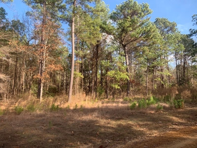 Diverse Pine 40ac Land on Ouachita Road #3 Land for Sale! - image 7