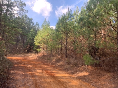 Diverse Pine 40ac Land on Ouachita Road #3 Land for Sale! - image 4