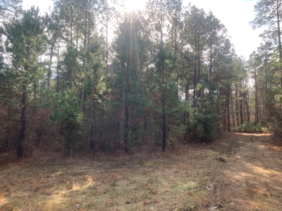 Diverse Pine 40ac Land on Ouachita Road #3 Land for Sale! - image 14