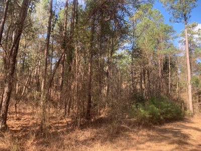 Diverse Pine 40ac Land on Ouachita Road #3 Land for Sale! - image 9