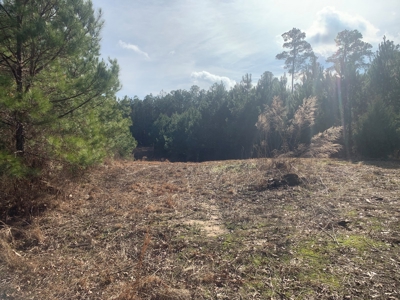 Diverse Pine 40ac Land on Ouachita Road #3 Land for Sale! - image 12