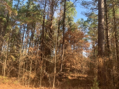 Diverse Pine 40ac Land on Ouachita Road #3 Land for Sale! - image 10