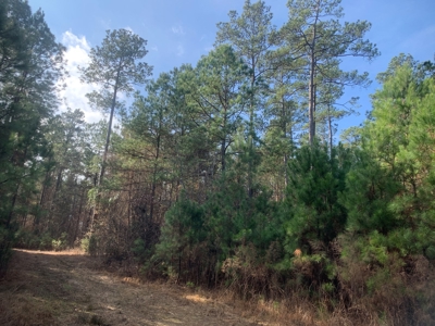 Diverse Pine 40ac Land on Ouachita Road #3 Land for Sale! - image 13