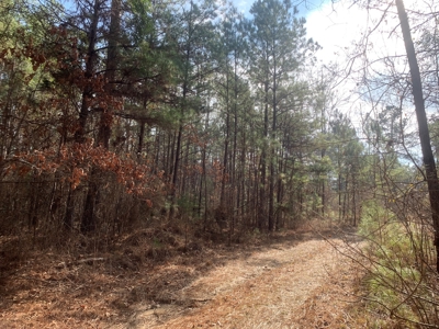 Diverse Pine 40ac Land on Ouachita Road #3 Land for Sale! - image 8