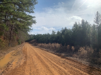 Diverse Pine 40ac Land on Ouachita Road #3 Land for Sale! - image 1