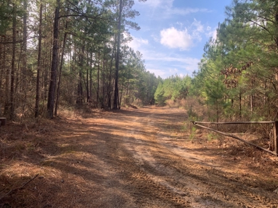 Diverse Pine 40ac Land on Ouachita Road #3 Land for Sale! - image 11