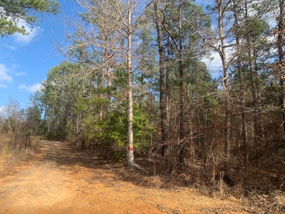 Diverse Pine 40ac Land on Ouachita Road #3 Land for Sale! - image 2