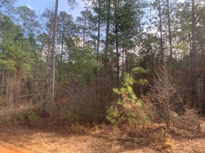 Diverse Pine 40ac Land on Ouachita Road #3 Land for Sale! - image 3
