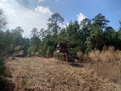 Diverse Pine 40ac Land on Ouachita Road #3 Land for Sale! - image 15