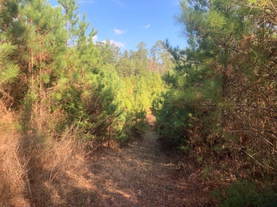 Diverse Pine 40ac Land on Ouachita Road #3 Land for Sale! - image 16