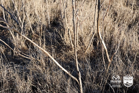 82± Acres of Premium Farmland in McPherson County, Kansas - image 11