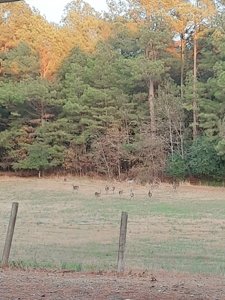 Farm for sale in Rector Arkansas 3 bedroom 2 bath with land - image 47
