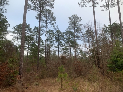 Large Timber Land near Stephens, AR for Sale w/ Gravel Road - image 19