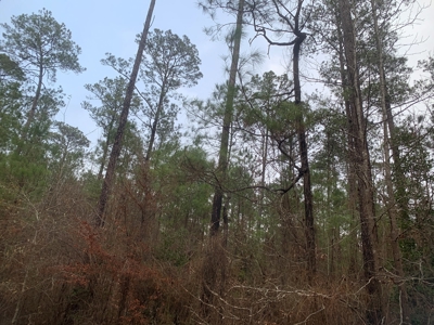 Large Timber Land near Stephens, AR for Sale w/ Gravel Road - image 8