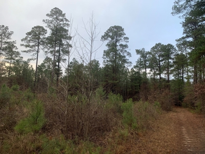Large Timber Land near Stephens, AR for Sale w/ Gravel Road - image 9
