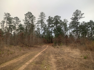 Large Timber Land near Stephens, AR for Sale w/ Gravel Road - image 17