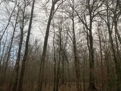 Large Timber Land near Stephens, AR for Sale w/ Gravel Road - image 25