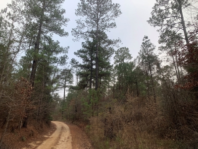 Large Timber Land near Stephens, AR for Sale w/ Gravel Road - image 7