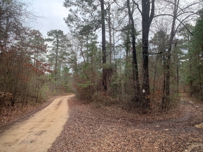 Large Timber Land near Stephens, AR for Sale w/ Gravel Road - image 2