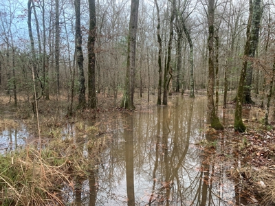 Large Timber Land near Stephens, AR for Sale w/ Gravel Road - image 24