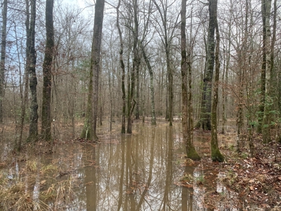 Large Timber Land near Stephens, AR for Sale w/ Gravel Road - image 23