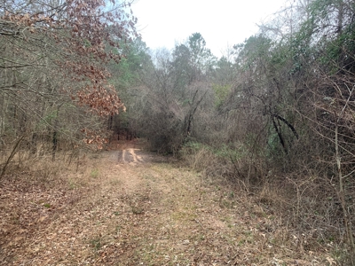Large Timber Land near Stephens, AR for Sale w/ Gravel Road - image 12