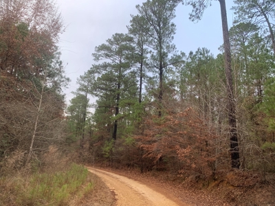 Large Timber Land near Stephens, AR for Sale w/ Gravel Road - image 6