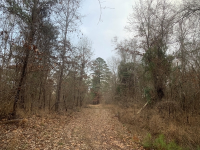 Large Timber Land near Stephens, AR for Sale w/ Gravel Road - image 13