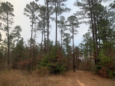 Large Timber Land near Stephens, AR for Sale w/ Gravel Road - image 18