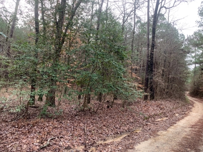 Large Timber Land near Stephens, AR for Sale w/ Gravel Road - image 4