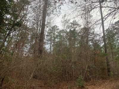 Large Timber Land near Stephens, AR for Sale w/ Gravel Road - image 22
