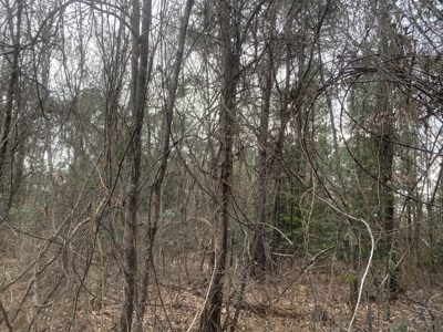 Large Timber Land near Stephens, AR for Sale w/ Gravel Road - image 14