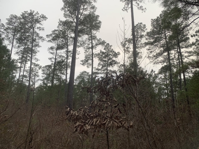 Large Timber Land near Stephens, AR for Sale w/ Gravel Road - image 15
