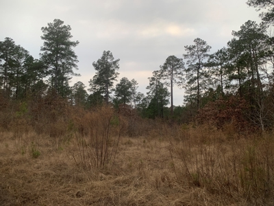Large Timber Land near Stephens, AR for Sale w/ Gravel Road - image 20