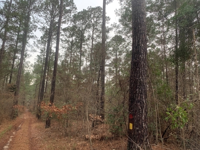 Large Timber Land near Stephens, AR for Sale w/ Gravel Road - image 10
