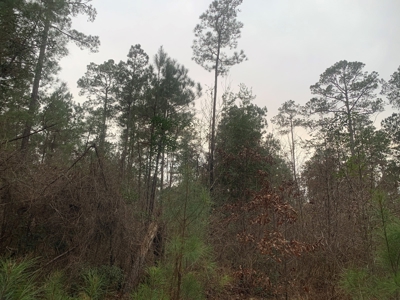 Large Timber Land near Stephens, AR for Sale w/ Gravel Road - image 11