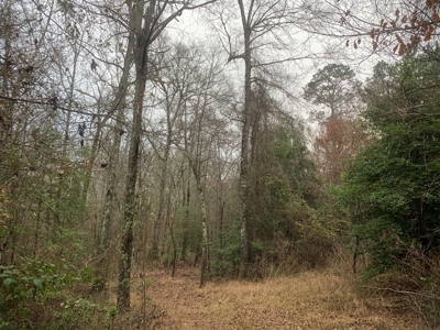Large Timber Land near Stephens, AR for Sale w/ Gravel Road - image 21