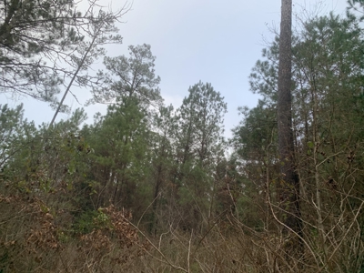 Large Timber Land near Stephens, AR for Sale w/ Gravel Road - image 16