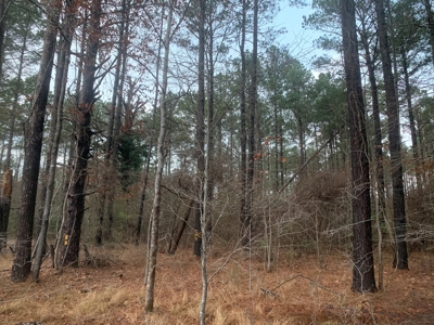 13 Acres With Homesite Potential for Sale near Stephens, AR! - image 6